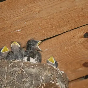 Küken im Nest