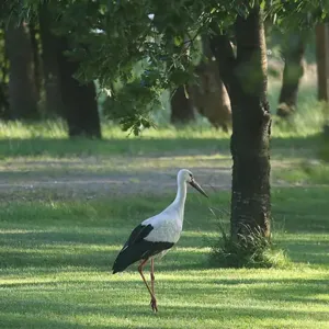 Storch