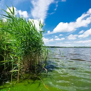 Schilfufer am nahen Flögelner See