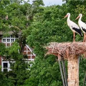 Storchenest vor dem Erlenhof