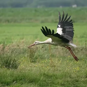Storch